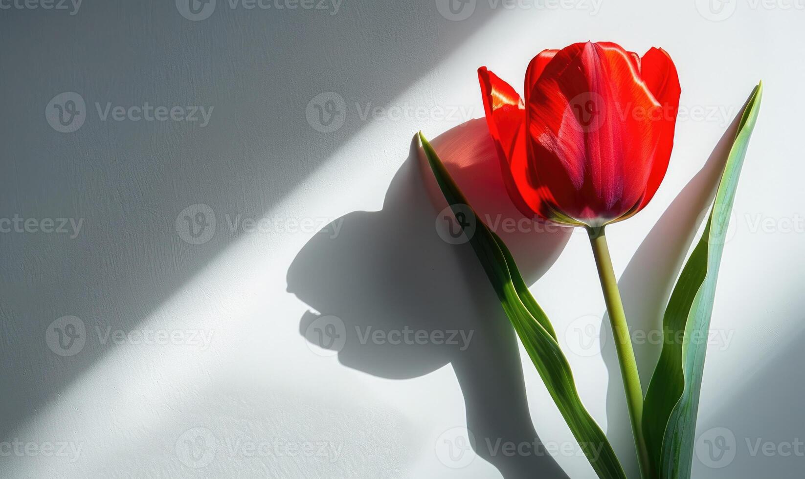 A red tulip against a backdrop of white, casting a bold shadow photo