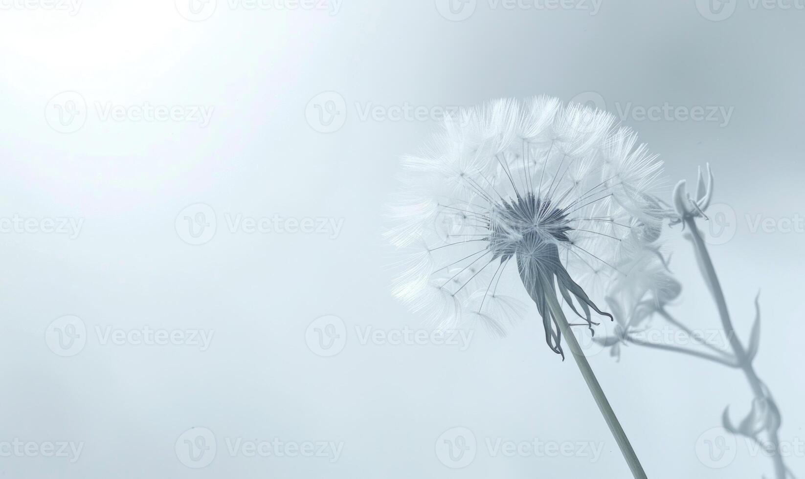 A pristine white dandelion against a soft white backdrop photo