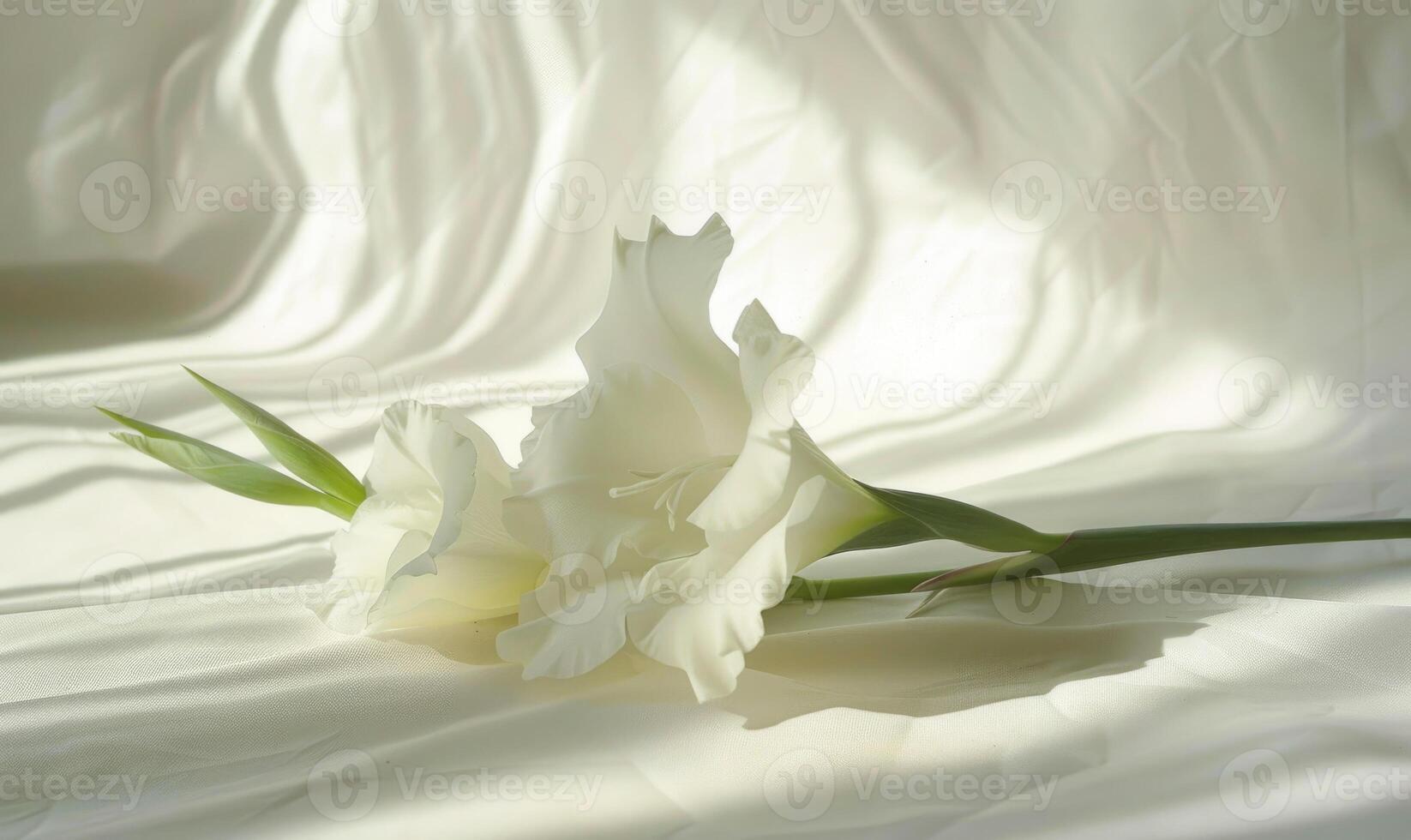 A graceful gladiolus on a soft white canvas, casting an elegant shadow photo