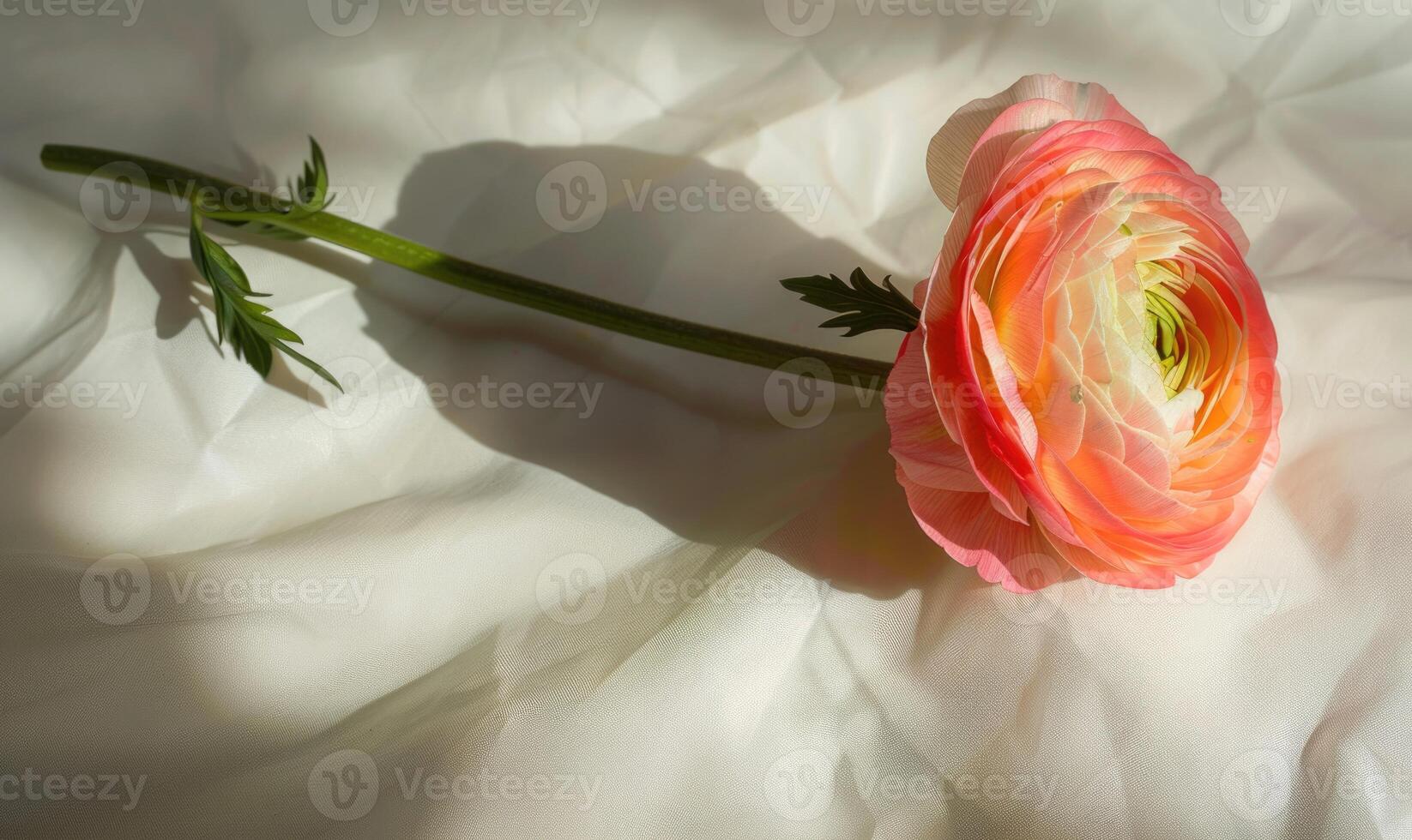 A single ranunculus on a soft white canvas, casting a captivating shadow photo