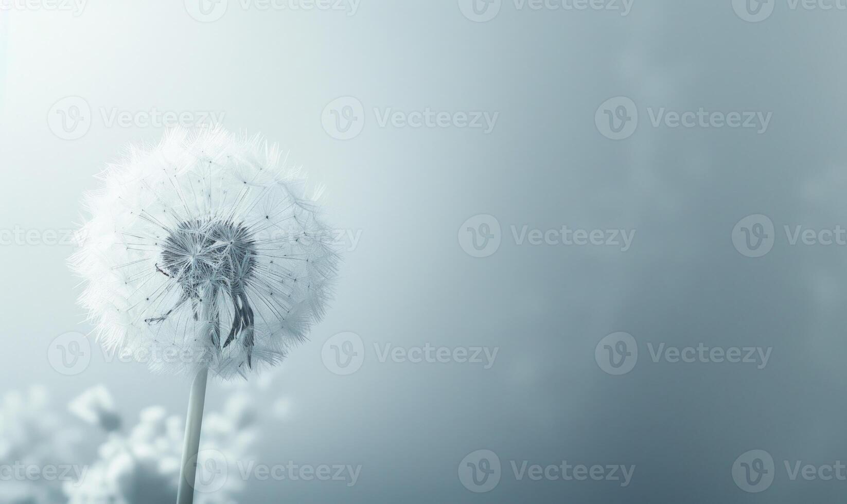 A pristine white dandelion against a soft white backdrop photo