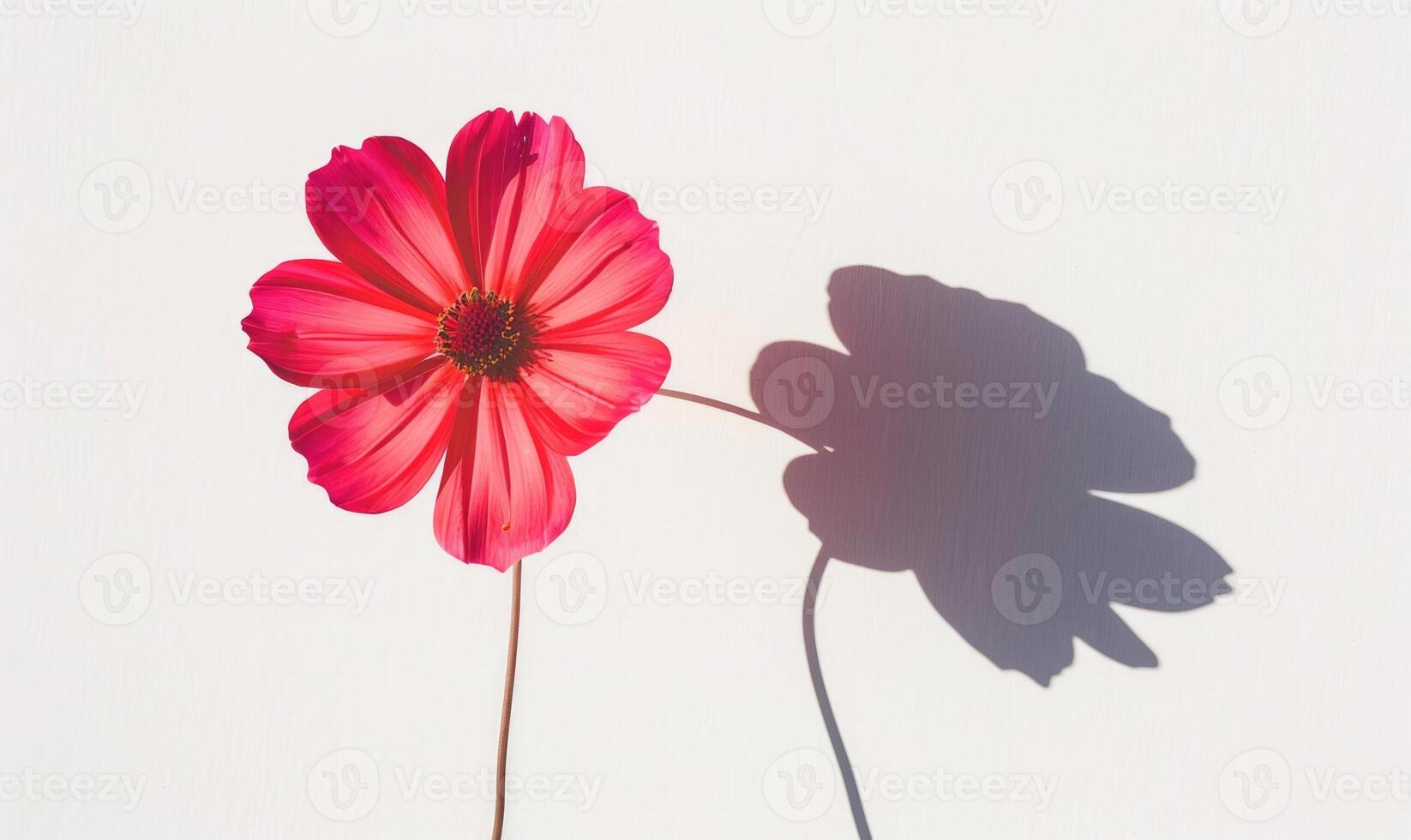 A vibrant cosmos flower against a backdrop of white, casting a striking shadow photo