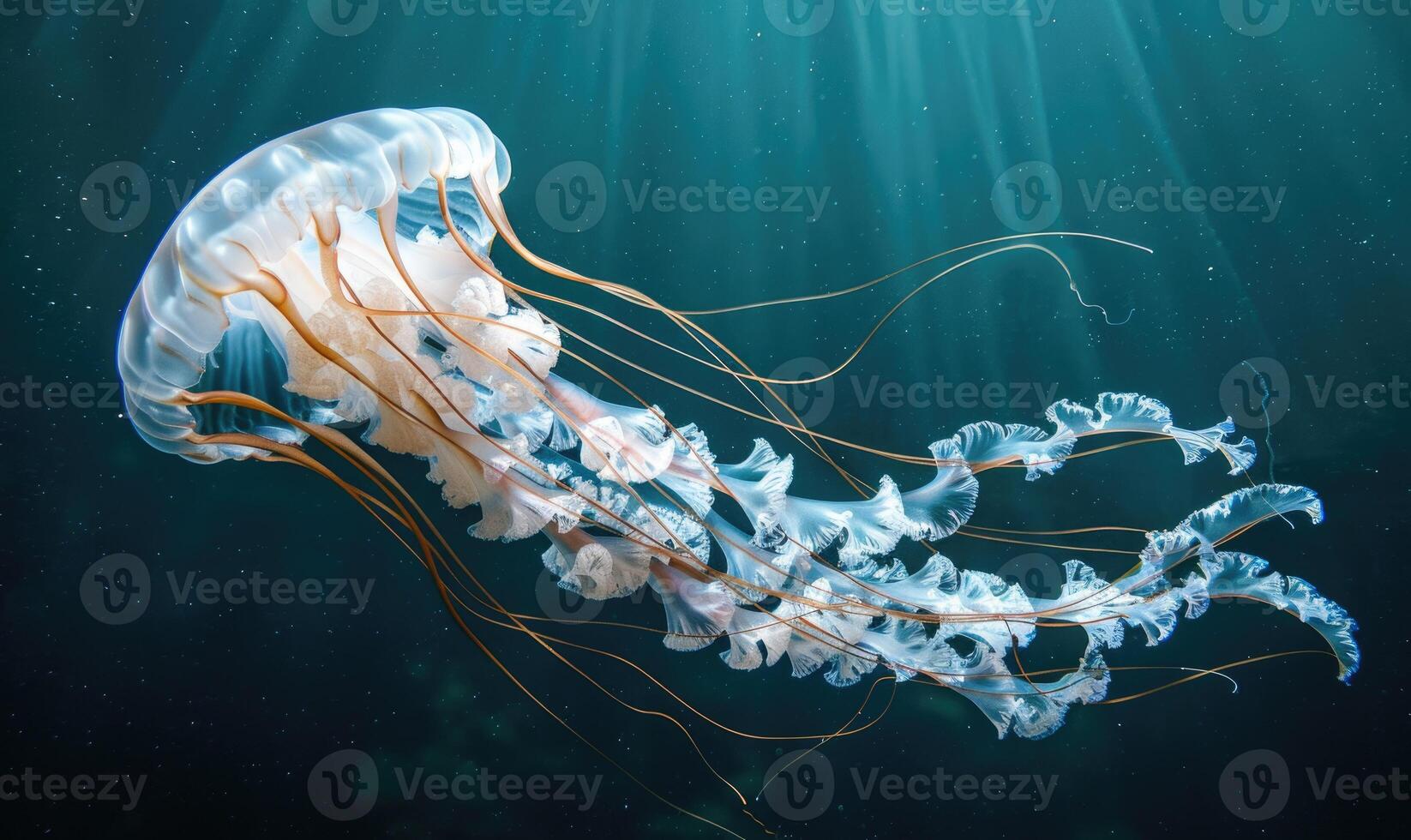 Gargantuan jellyfish in habitat photo