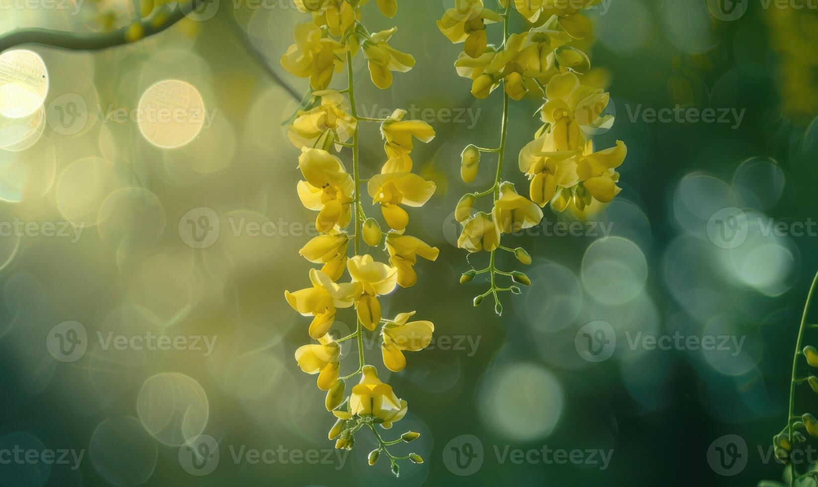 Laburnum flowers swaying in the breeze photo