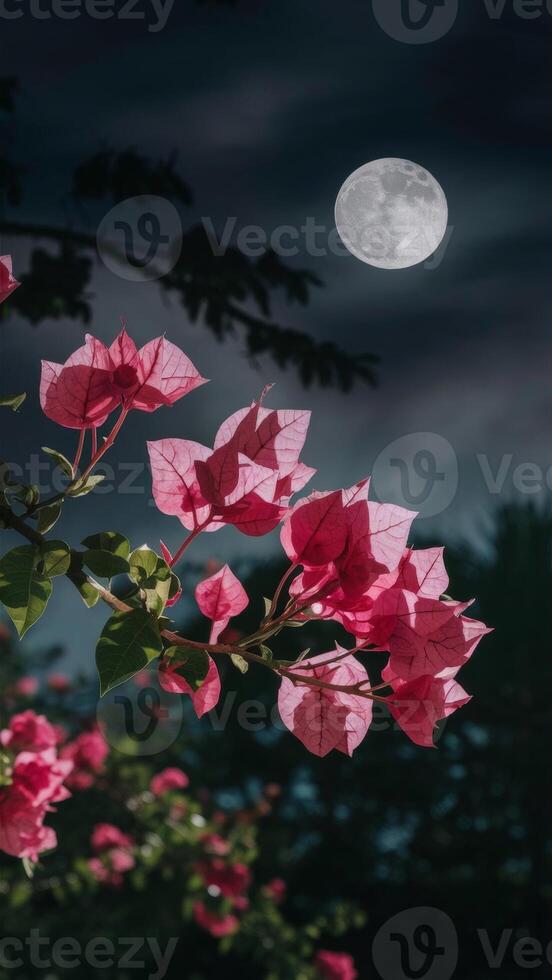 Vibrant pink bougainvillea flowers illuminated against a dark night sky with a full moon, creating a serene, mystical scene. photo