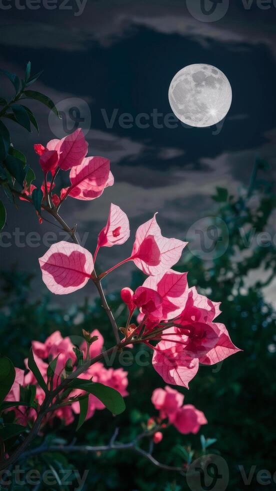 Vibrant pink bougainvillea flowers illuminated against a dark night sky with a full moon, creating a serene, mystical scene. photo