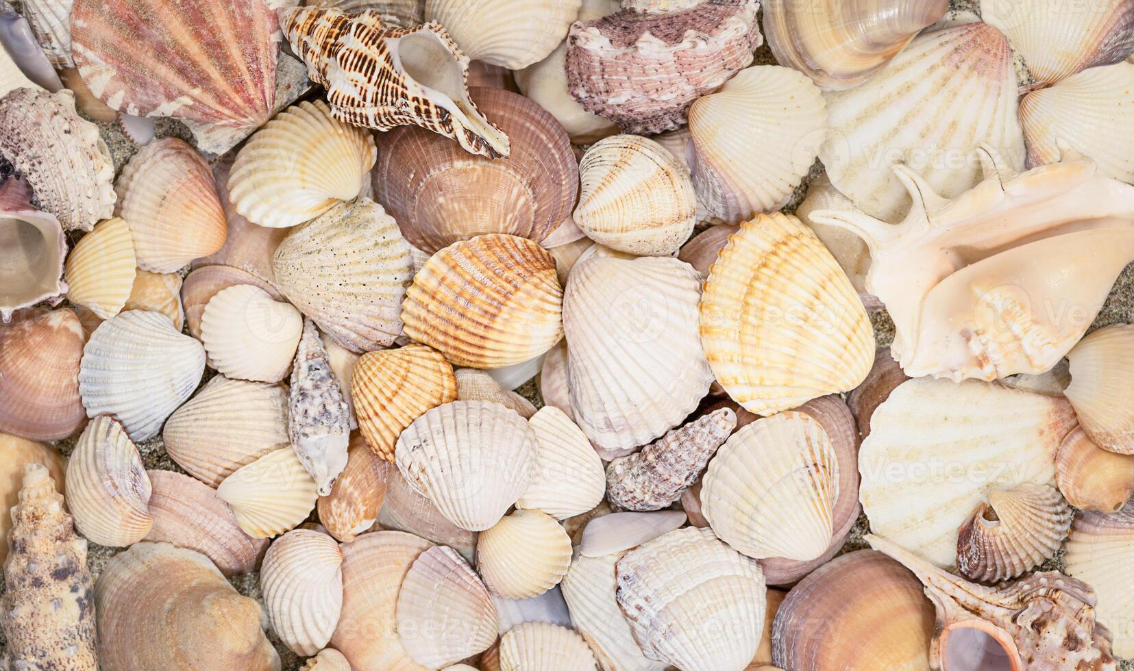 Seashell, natural background, top view photo