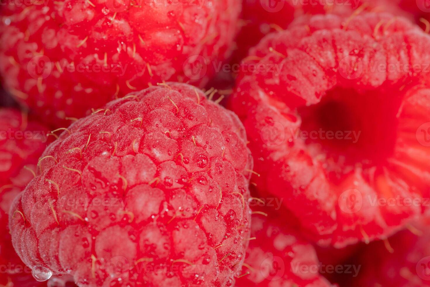Macro shot of red raspberry. Summer background photo