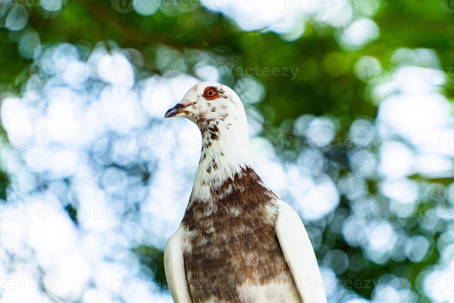 Close up of an adult white dove perched on a tree branch in the park on a hot day. Bokeh photo of a wild pigeon perched on green leaves in a park with blurry trees in the background