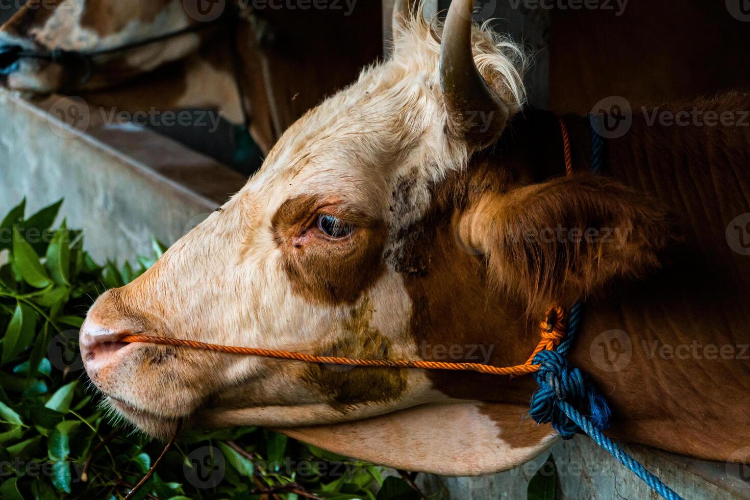Close up of head of brown and white striped dairy cow in breeding pen. Dairy cows can produce large amounts of milk. Apart from milk, cow dung is also used as compost which is good for plants. photo