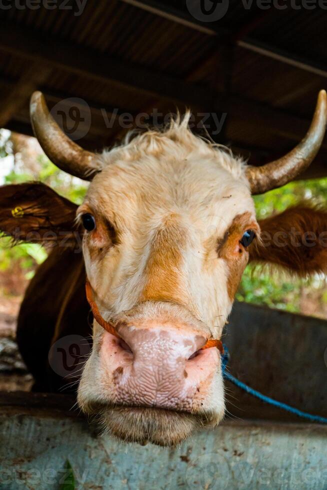 Close up of head of brown and white striped dairy cow in breeding pen. Dairy cows can produce large amounts of milk. Apart from milk, cow dung is also used as compost which is good for plants. photo