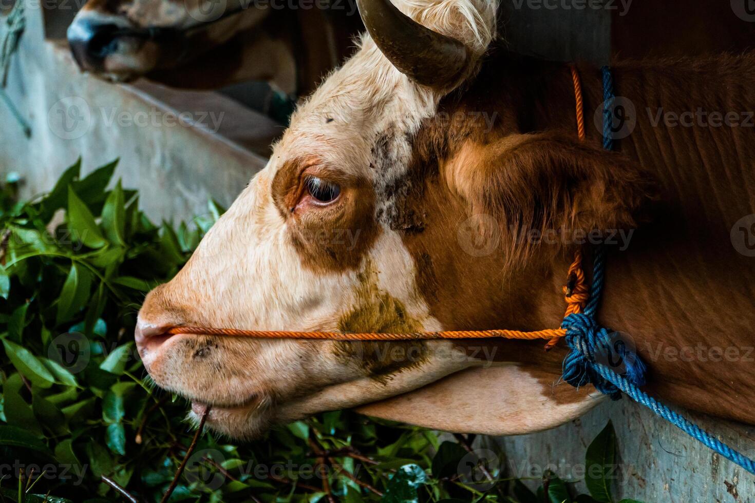 Close up of head of brown and white striped dairy cow in breeding pen. Dairy cows can produce large amounts of milk. Apart from milk, cow dung is also used as compost which is good for plants. photo