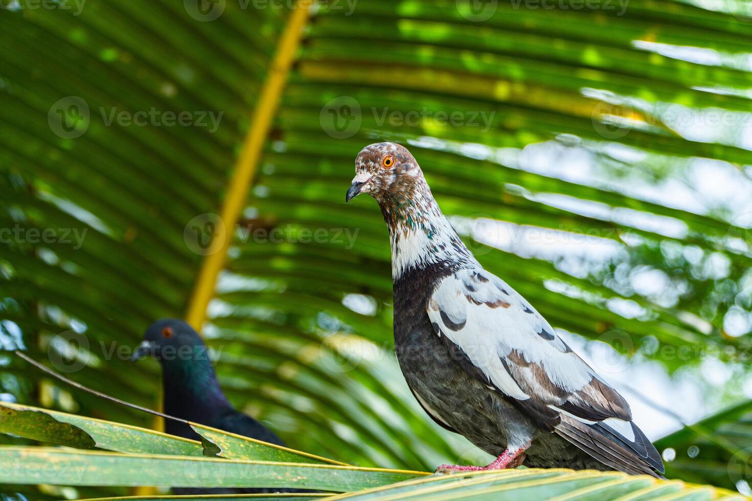 Close up of an adult white dove perched on a tree branch in the park on a hot day. Bokeh photo of a wild pigeon perched on green leaves in a park with blurry trees in the background