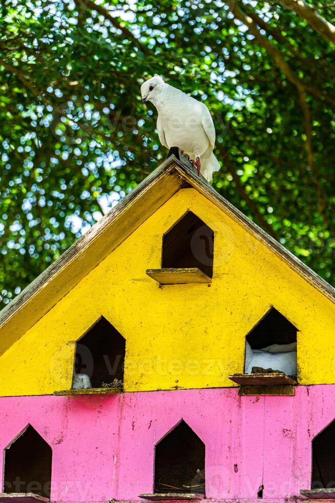 Close up and bokeh of a white dove perched in a colorful artificial tree house with blurred trees in a sunny day. photo