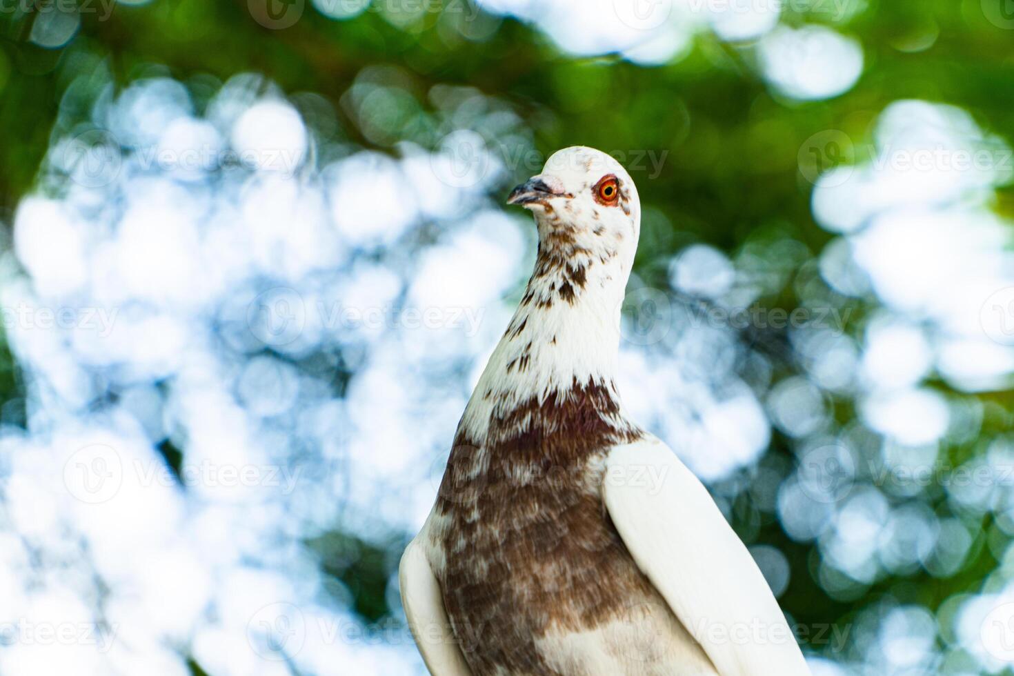 Close up of an adult white dove perched on a tree branch in the park on a hot day. Bokeh photo of a wild pigeon perched on green leaves in a park with blurry trees in the background
