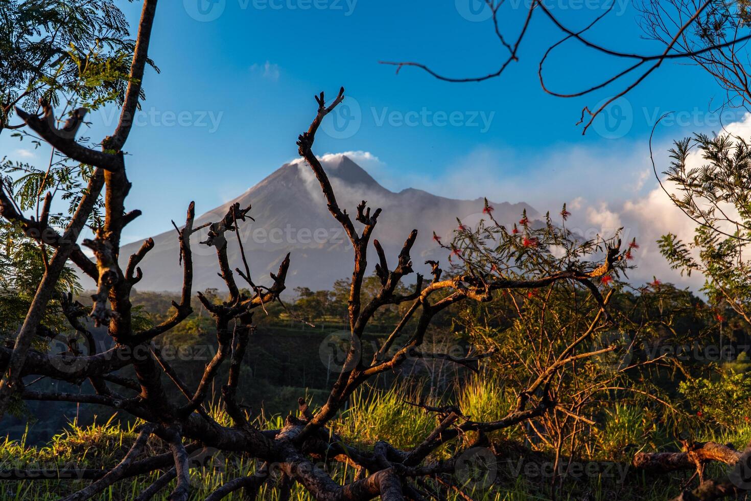 Panorama of Mount Merapi at dusk is very clear with the blue sky and green forest in the foreground with a ravine where cold lava flows. The landscape of Mount Merapi is truly enchanting and charming photo