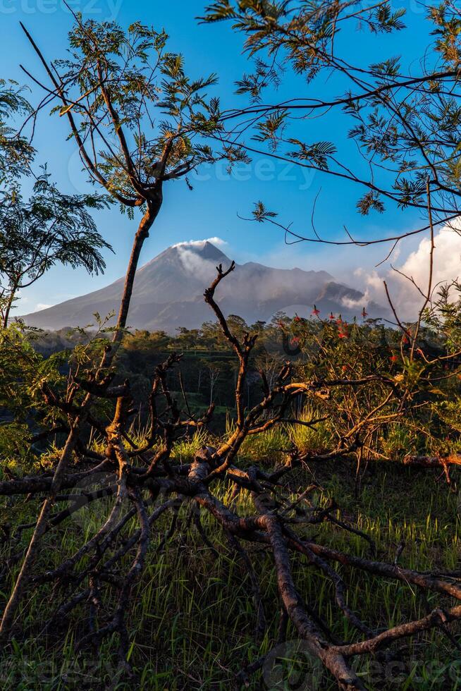 Panorama of Mount Merapi at dusk is very clear with the blue sky and green forest in the foreground with a ravine where cold lava flows. The landscape of Mount Merapi is truly enchanting and charming photo