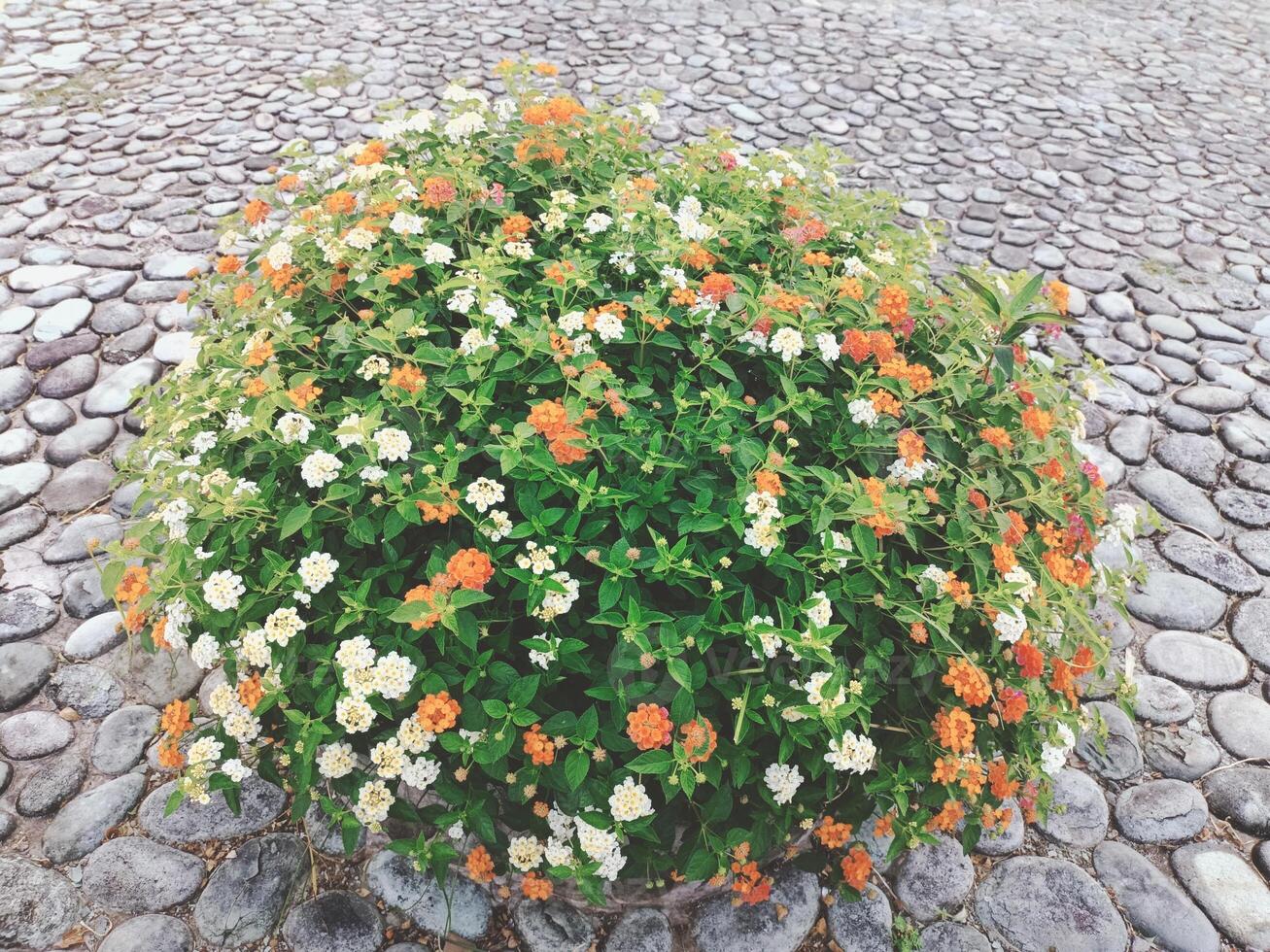 red and white lantana flower photo