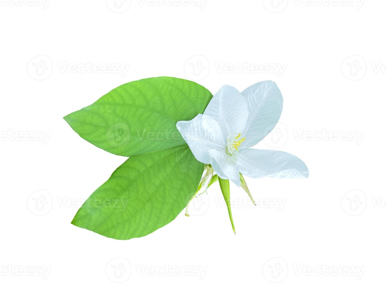 isolated Snowy orchid tree flowers on a white background. The flowers are white and have a light fragrance. It comes out in a short bouquet. photo