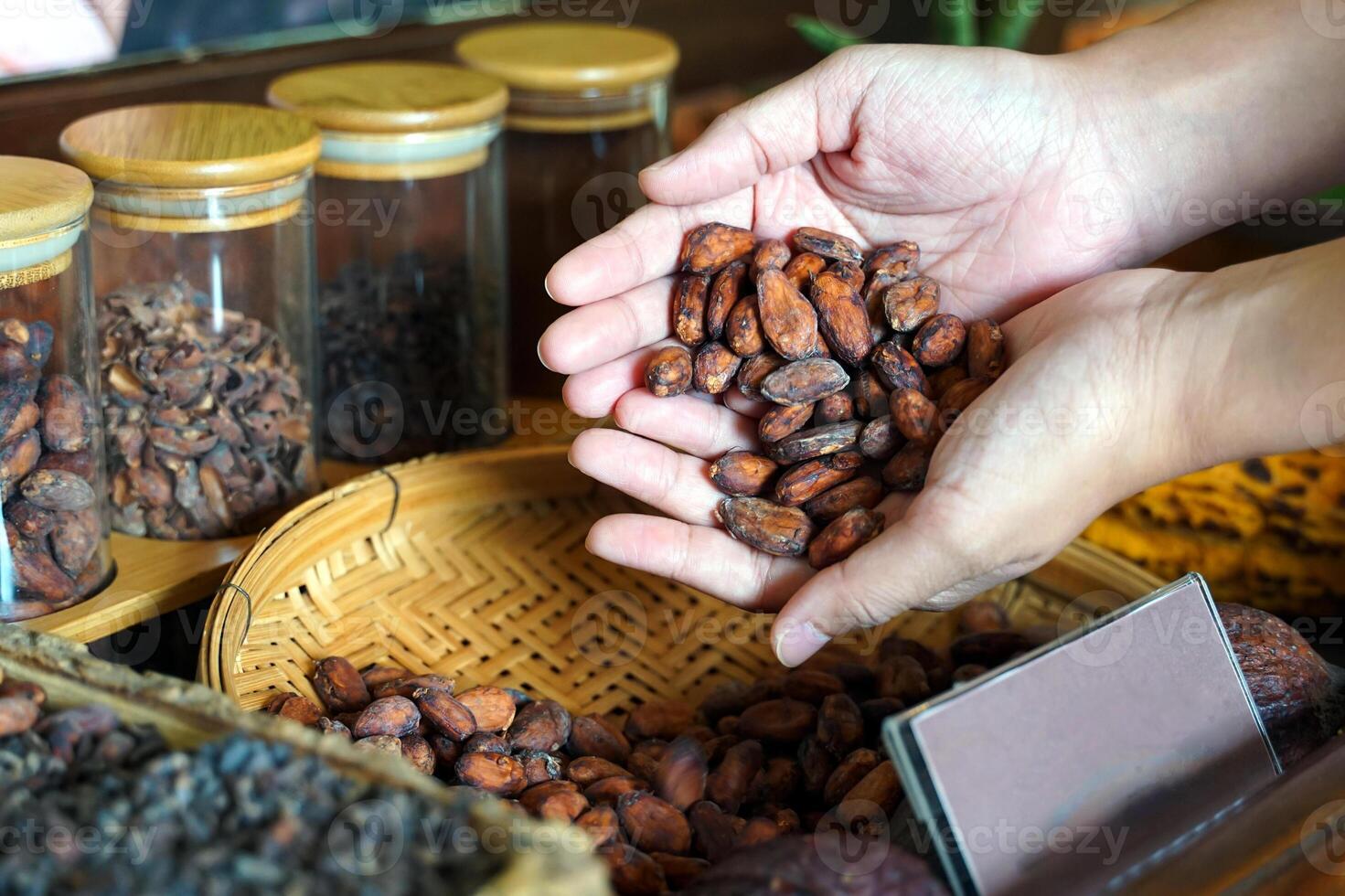 Dried cocoa beans in the palm of a tourist's hand. The shop sells products and drinks from the cocoa fruit and puts them on display for customers to see the production process and raw materials. photo