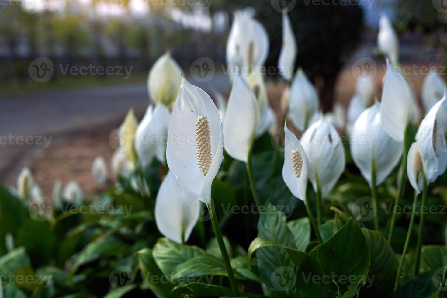 Peace Lily has white bracts. It resembles a heart shape wrapped in a tubular inflorescence with light yellow florets surrounding it. It is a tree that can purify the air very well. photo