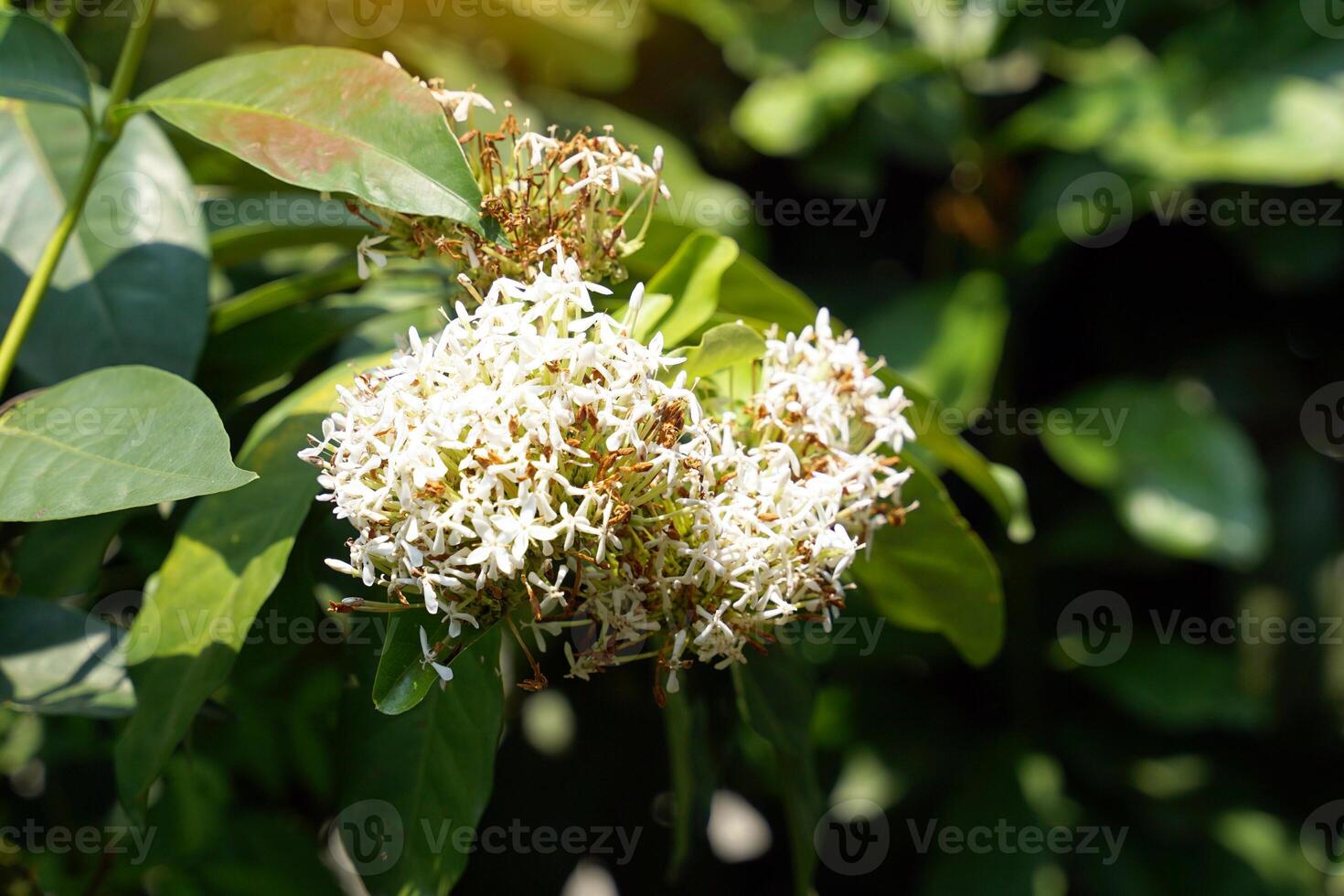 Siamese White Ixora is a perennial shrub. The distinctive feature of this variety is the fragrant flowers that invite insects to help pollinate and multiply. photo
