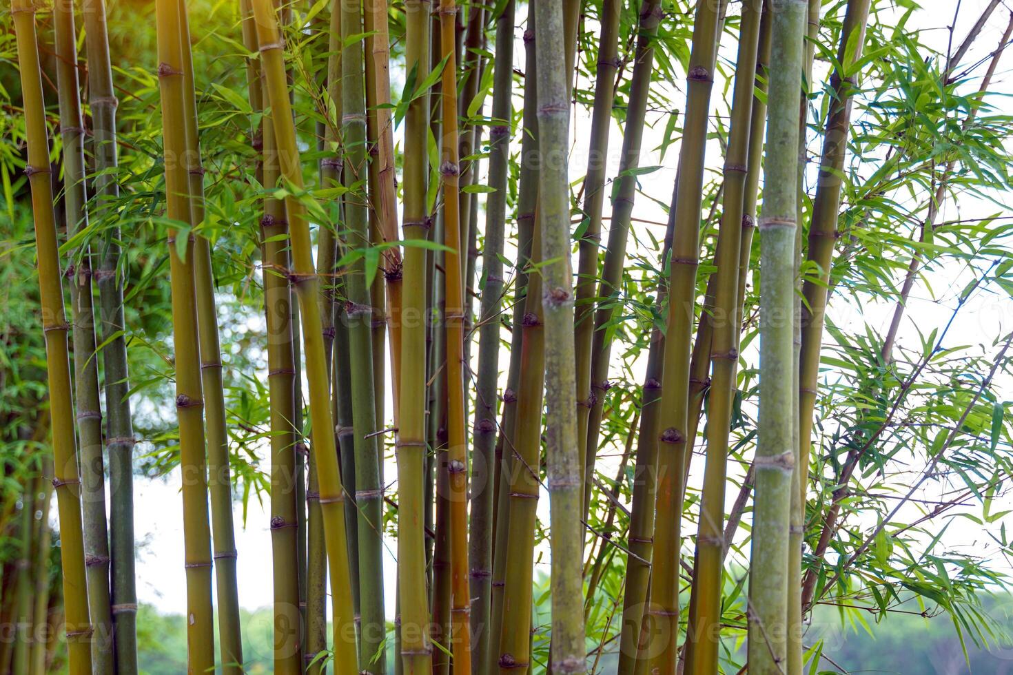 Beautiful green background of bamboo grove It is a deciduous tree that grows in clumps. The trunk is segmented. photo