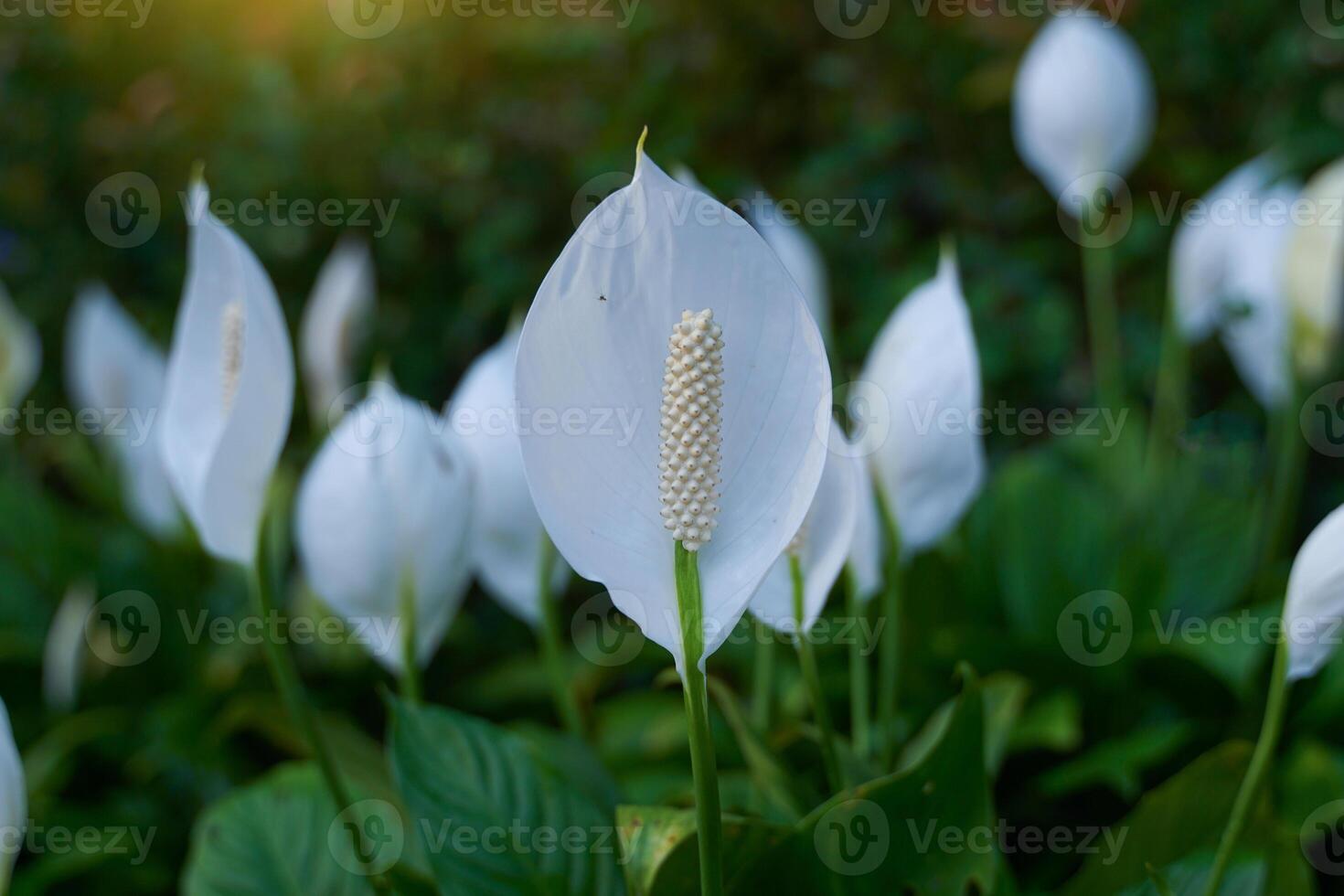 Peace Lily has white bracts. It resembles a heart shape wrapped in a tubular inflorescence with light yellow florets surrounding it. It is a tree that can purify the air very well. photo