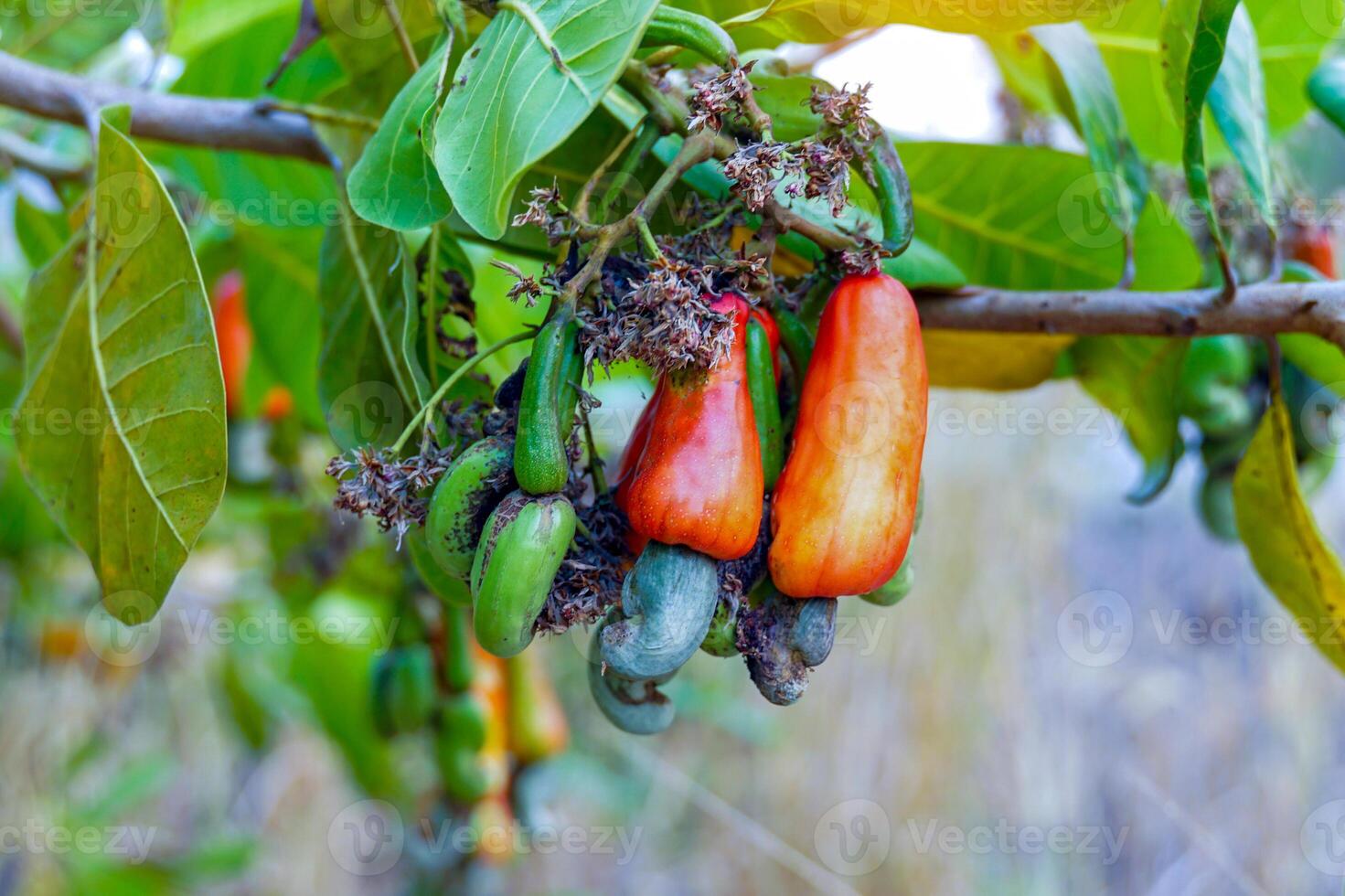 The cashew trees in the garden were full of ripe, bright red fruit. The fruit looks like rose apple or pear. At the end of the fruit there is a seed, shaped like a kidney photo