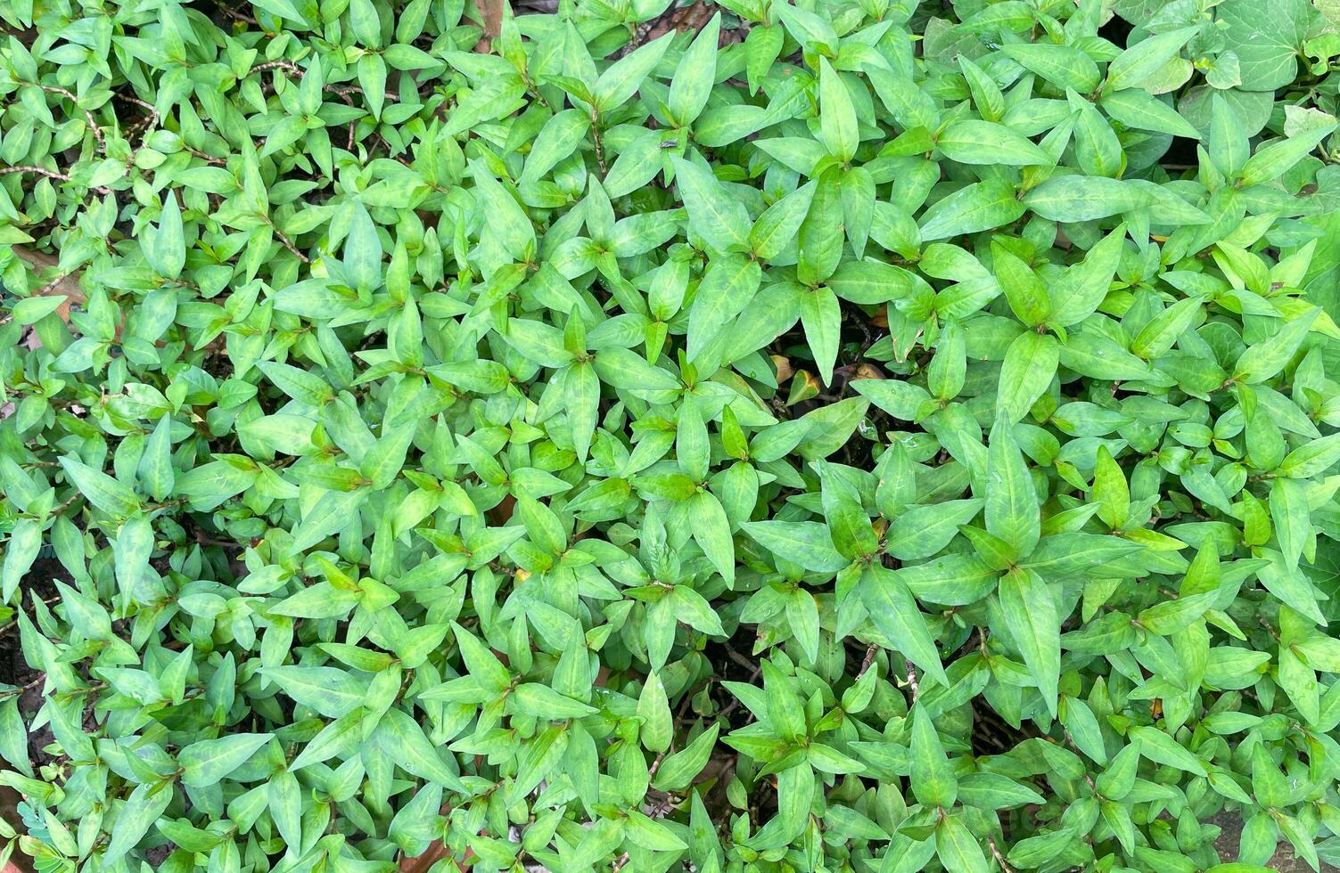 Top view of Vietnamese tree Coriander grown in a pot young shoots and young leaves are used for cooking. Used to eat as fresh vegetables and as side dishes. photo