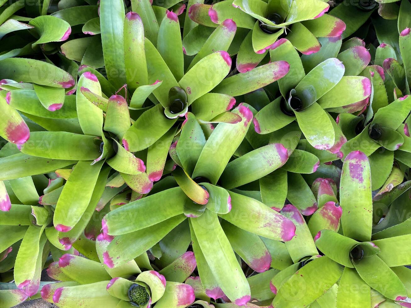 Bromeliad is a terrestrial plant. and ornamental pots resistant to strong sunlight The highlight is the shape of the plant, the color and the leaf pattern. photo