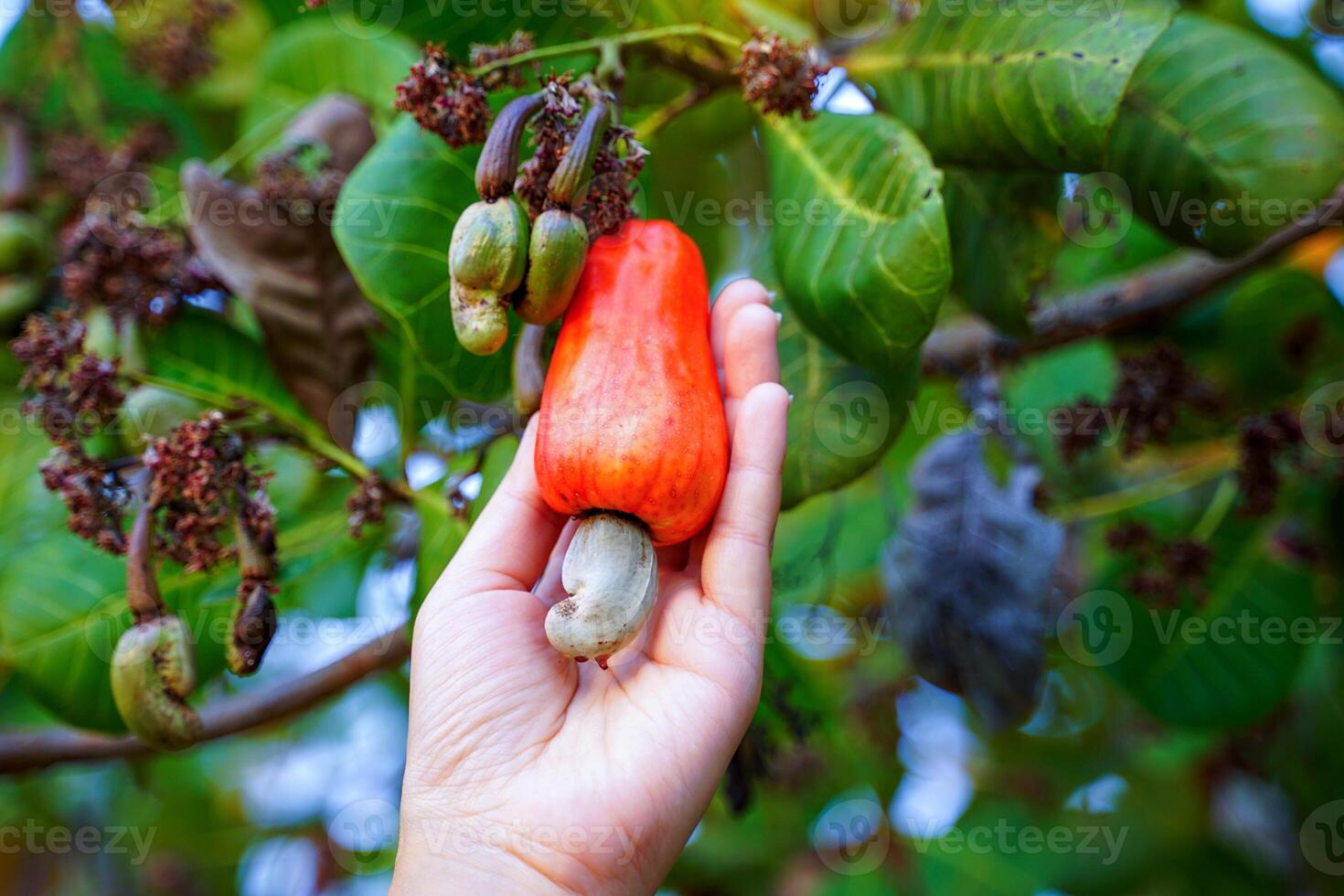 Hand holding bunches of cashews on the tree. The fruit looks like rose apple or pear. At the end of the fruit there is a seed, shaped like a kidney. photo