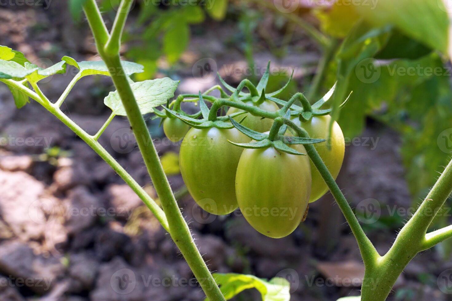 Tomato plants produce bright red ripe fruits and green unripe fruits with green stems and leaves. soft and selective focus. photo