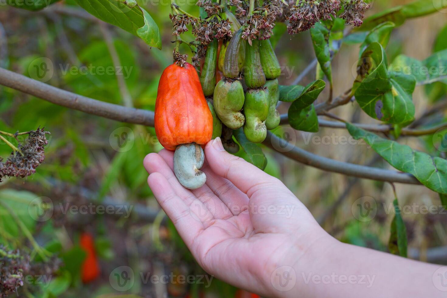 Hand holding bunches of cashews on the tree. The fruit looks like rose apple or pear. At the end of the fruit there is a seed, shaped like a kidney. photo