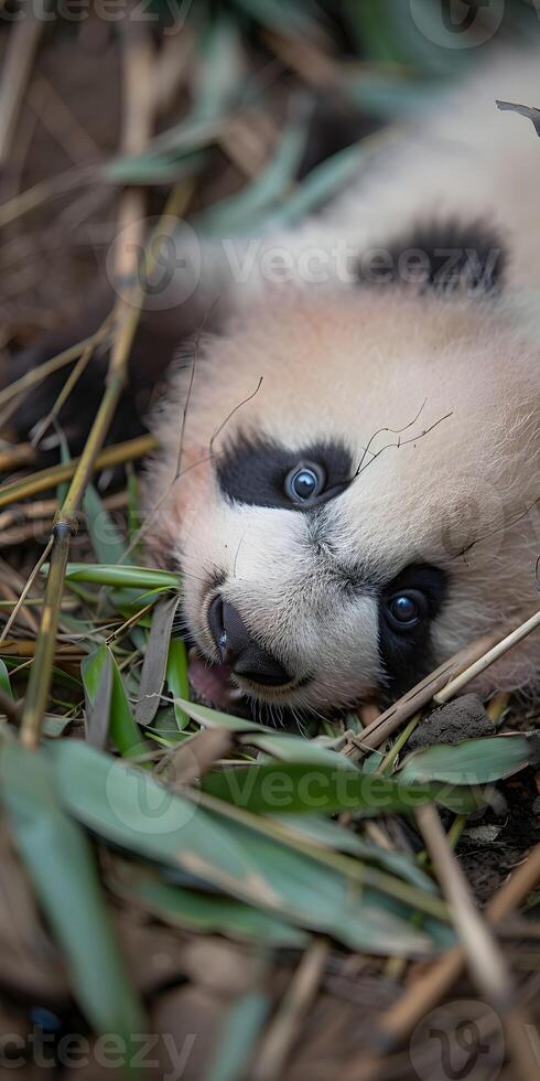 Adorable Baby Panda Feasting photo
