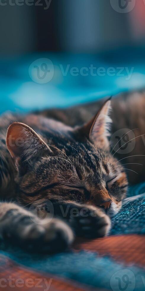 Peaceful Cat Nap photo