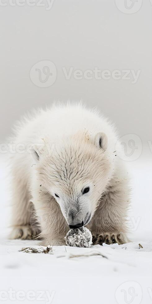 Playful Polar Bear Cub photo
