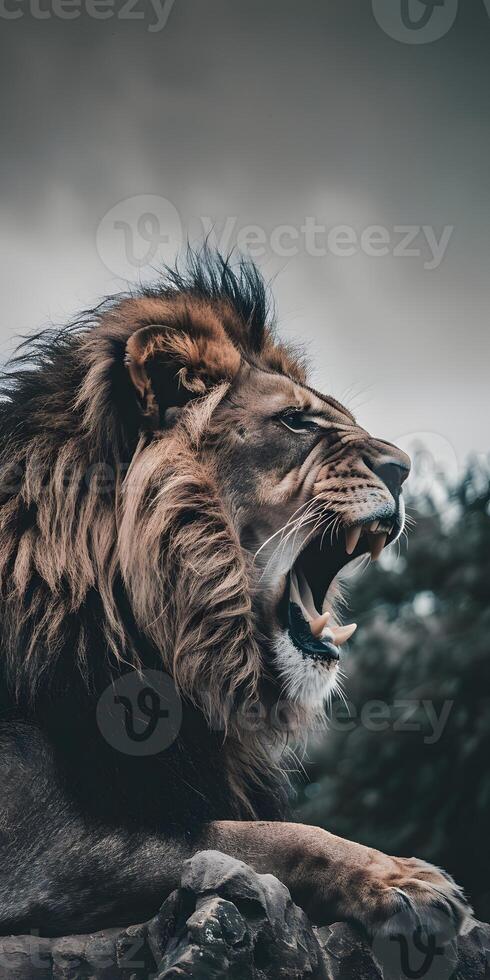 Savannah Kings Roar photo