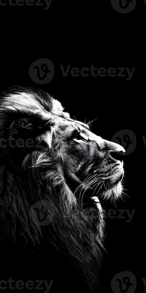 Regal Lion Mane Portrait photo