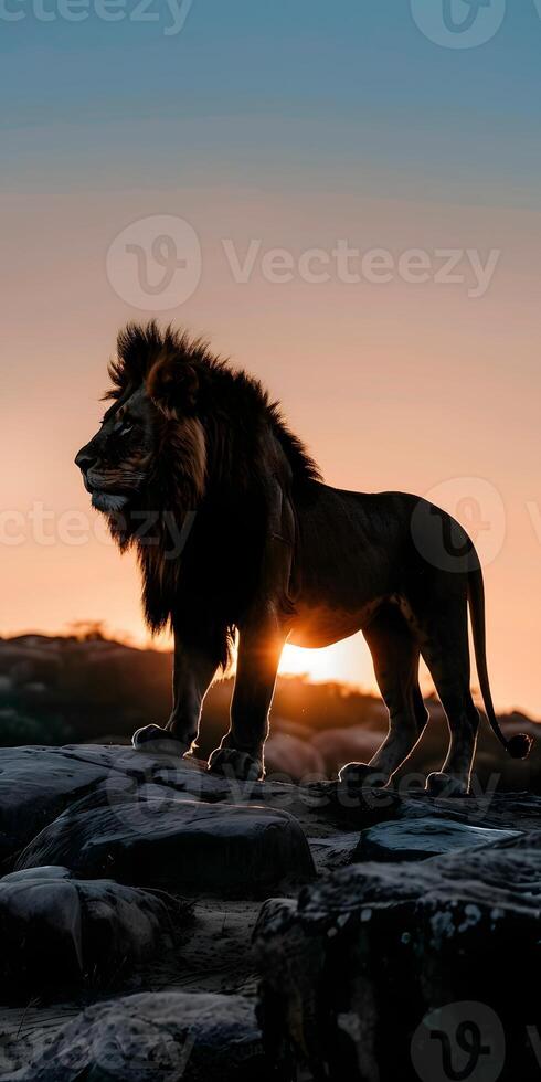 Savannah Sunset King photo
