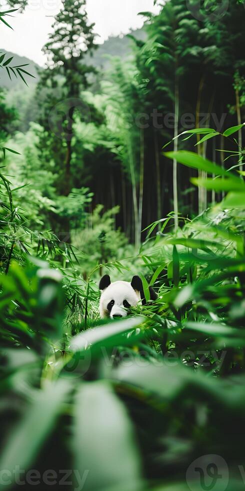 Tranquil Panda in Bamboo photo