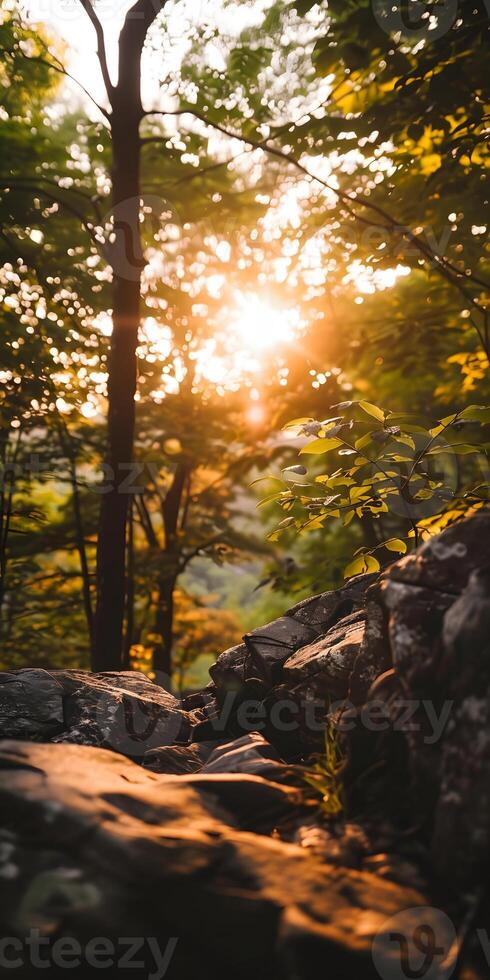 Tranquil Sunlit Woodland photo