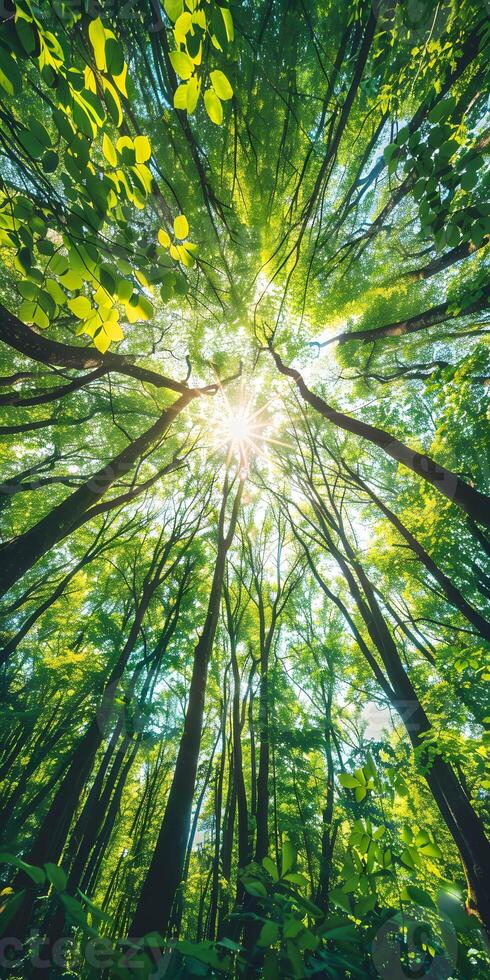 Sunlit Verdant Woodland photo