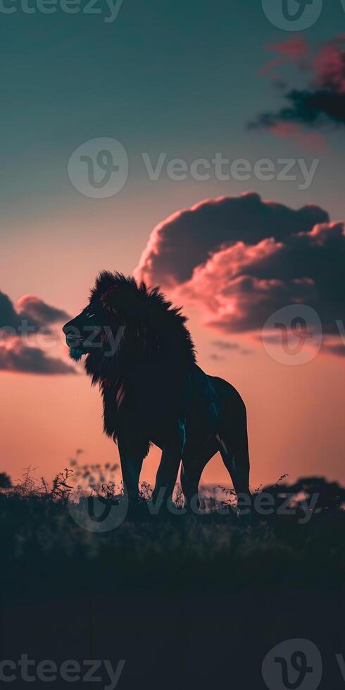 Savannah Sunset Lion photo