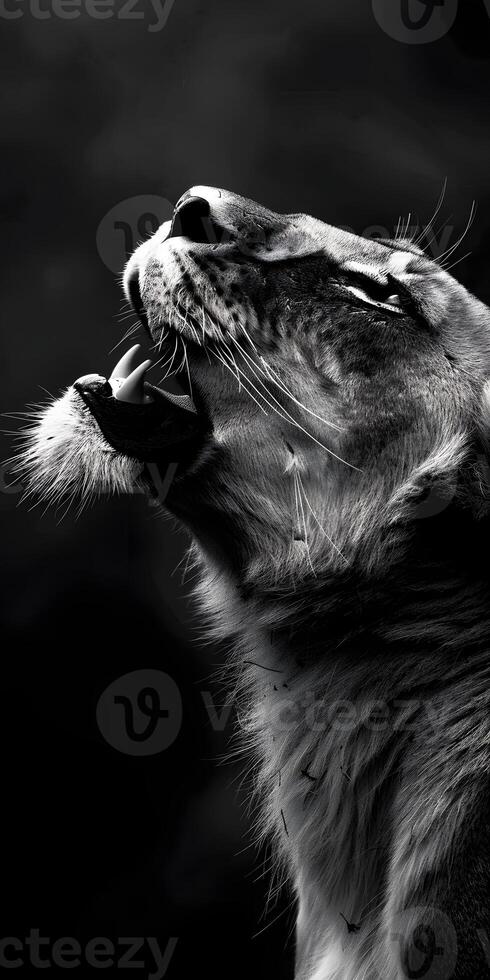 Savannah Lioness Roaring photo