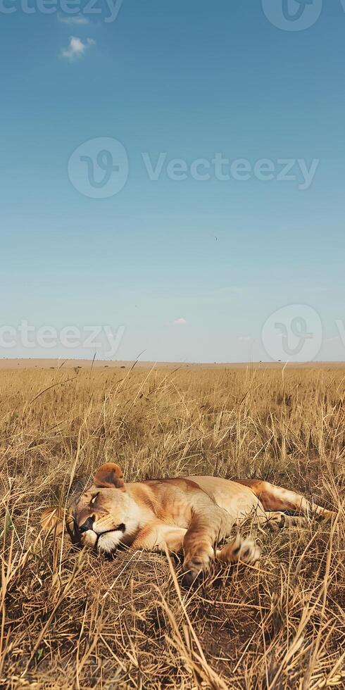 Savannah Lioness Relaxing photo