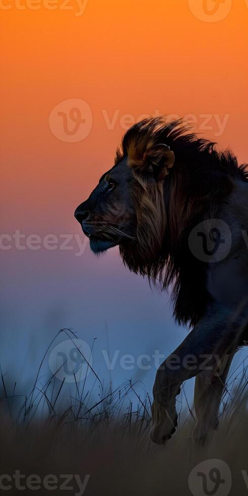 Savannah Sunset Lion photo
