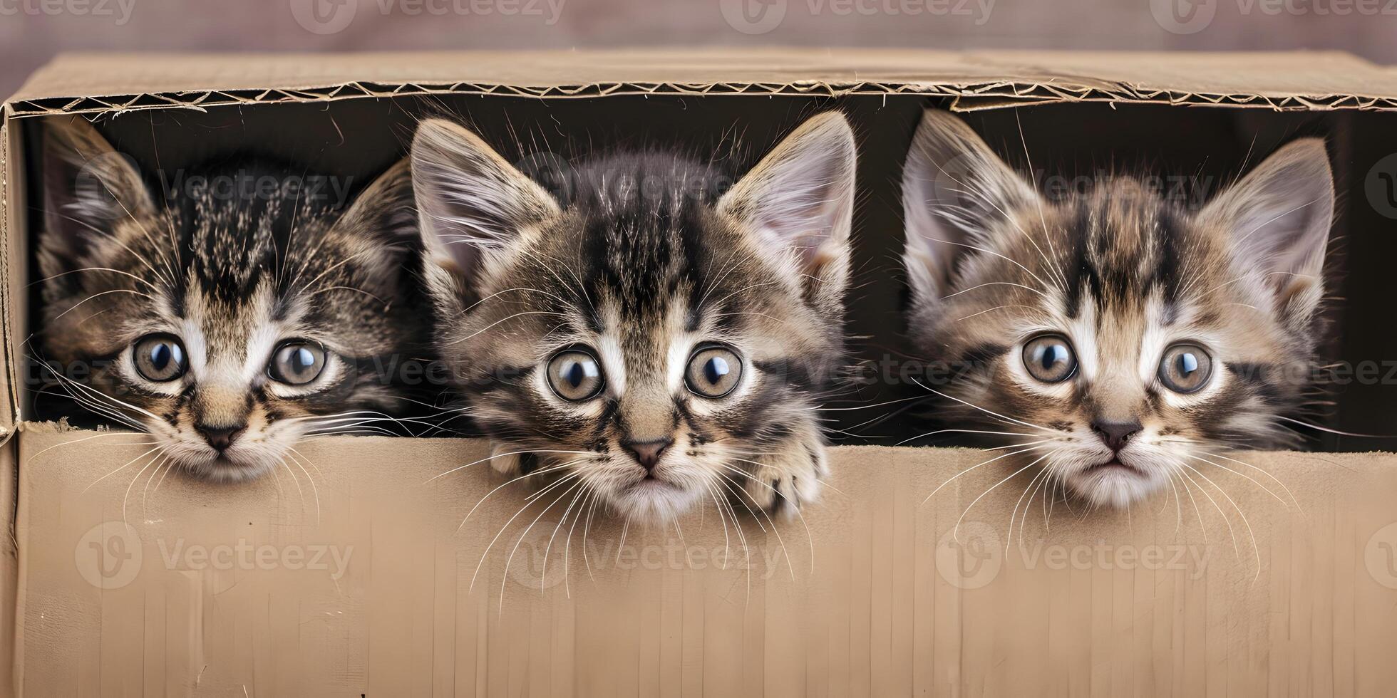 Curious Kittens in Box photo