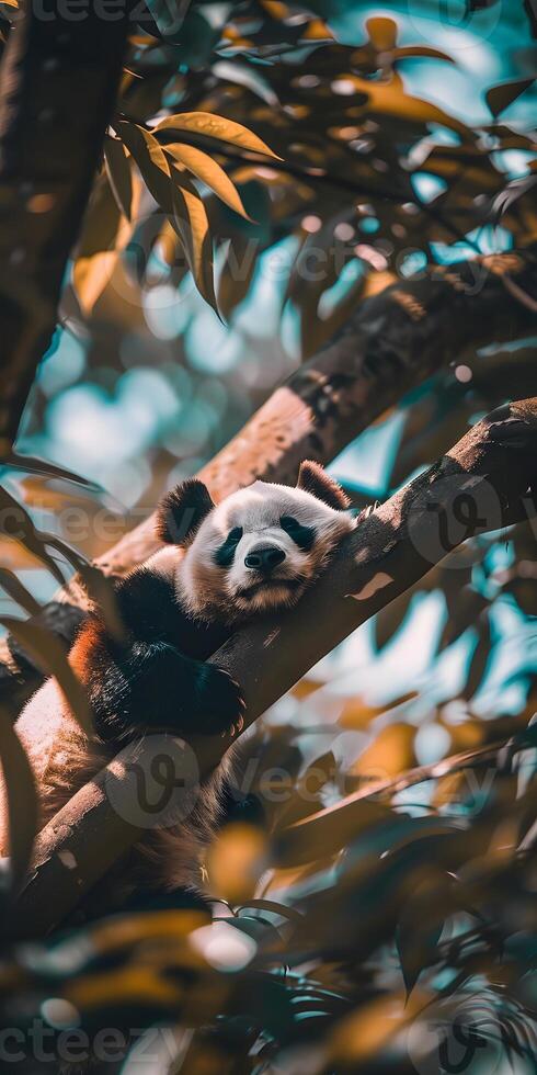 Panda Bear Relaxing photo