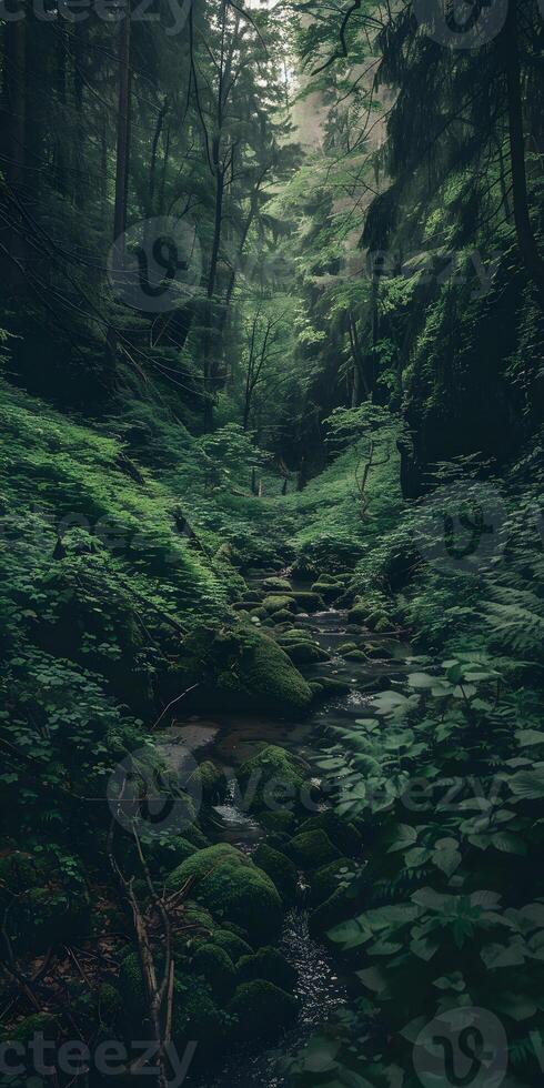 Tranquil Stream in Forest photo